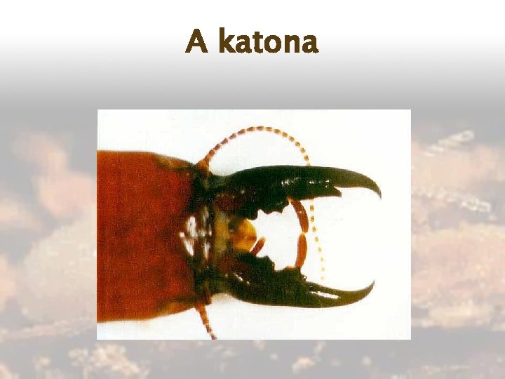 A katona 