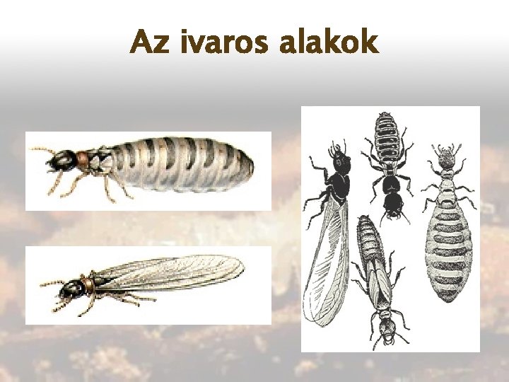 Az ivaros alakok 