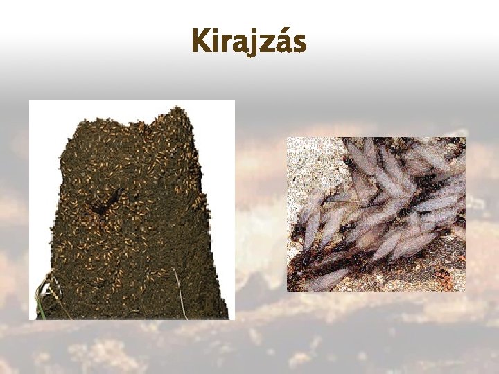 Kirajzás 