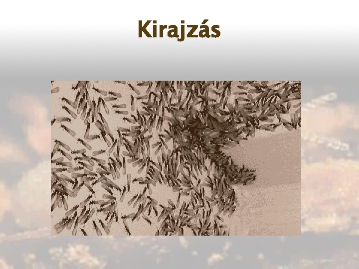 Kirajzás 