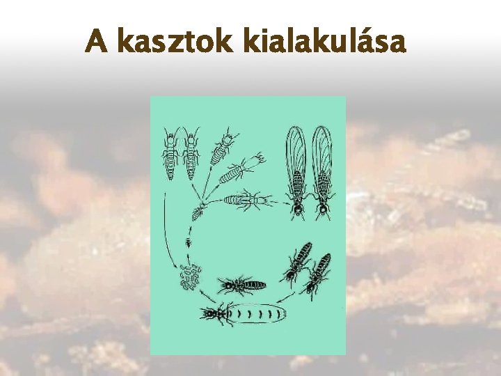 A kasztok kialakulása 