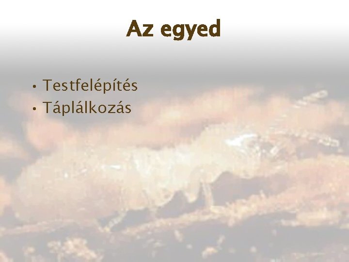 Az egyed • Testfelépítés • Táplálkozás 