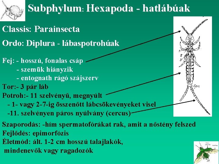 Subphylum: Hexapoda - hatlábúak Classis: Parainsecta Ordo: Diplura - lábaspotrohúak Fej: Fej - hosszú,