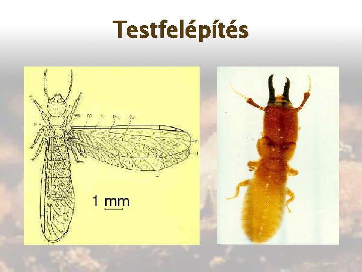 Testfelépítés 