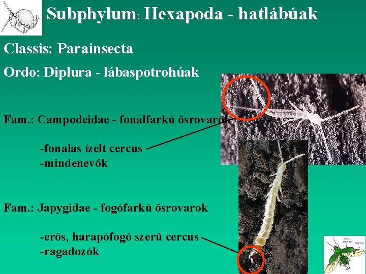 Subphylum: Hexapoda - hatlábúak Classis: Parainsecta Ordo: Diplura - lábaspotrohúak Fam. : Campodeidae -