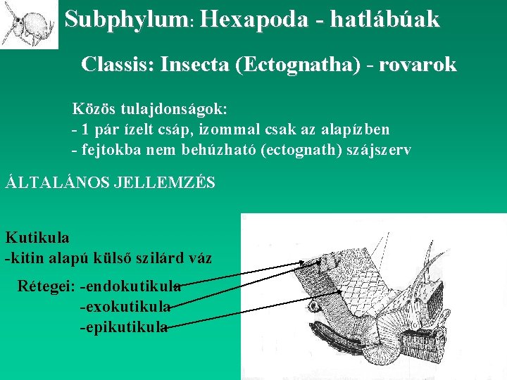 Subphylum: Hexapoda - hatlábúak Classis: Insecta (Ectognatha) - rovarok Közös tulajdonságok: - 1 pár