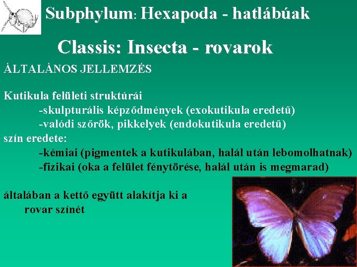 Subphylum: Hexapoda - hatlábúak Classis: Insecta - rovarok ÁLTALÁNOS JELLEMZÉS Kutikula felületi struktúrái -skulpturális