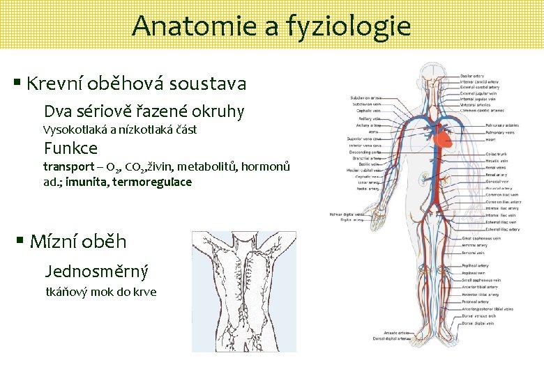 Anatomie a fyziologie § Krevní oběhová soustava Dva sériově řazené okruhy Vysokotlaká a nízkotlaká