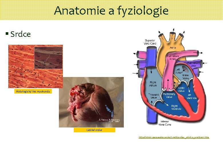 Anatomie a fyziologie § Srdce Histologický řez myokardu Lidské srdce http: //www. pacemakerproject. net/cardiac_phy/cp_anatomy.