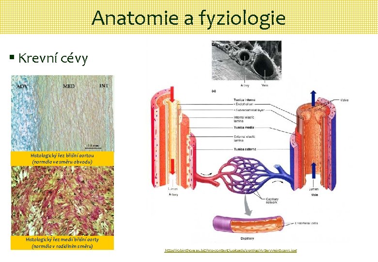 Anatomie a fyziologie § Krevní cévy Histologický řez břišní aortou (normála ve směru obvodu)