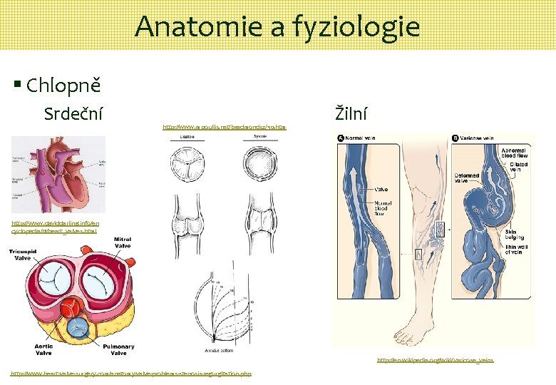 Anatomie a fyziologie § Chlopně Srdeční http: //www. mpoullis. net/bsedmonds 2/30. htm Žilní http: