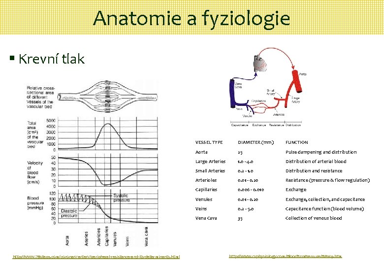 Anatomie a fyziologie § Krevní tlak http: //www. 78 steps. com/coronary-artery/peripheral-resistance-and-its-determinants. html VESSEL TYPE