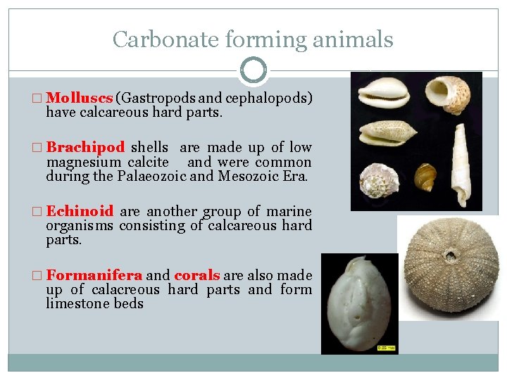 Carbonate forming animals � Molluscs (Gastropods and cephalopods) have calcareous hard parts. � Brachipod