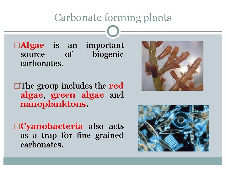 Carbonate forming plants �Algae is source carbonates. an of important biogenic �The group includes