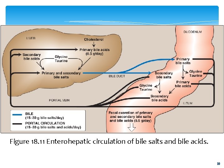 Figure 18. 11 Enterohepatic circulation of bile salts and bile acids. 10 