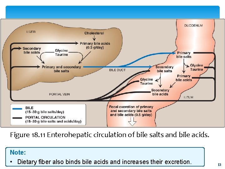 Figure 18. 11 Enterohepatic circulation of bile salts and bile acids. Note: • Dietary