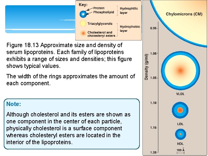 Figure 18. 13 Approximate size and density of serum lipoproteins. Each family of lipoproteins