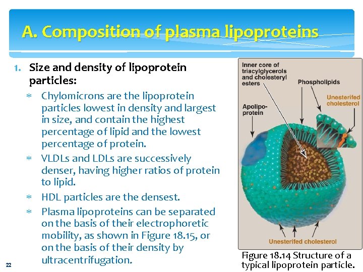 A. Composition of plasma lipoproteins 1. Size and density of lipoprotein particles: 22 Chylomicrons