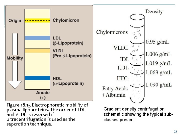 Figure 18. 15 Electrophoretic mobility of plasma lipoproteins. The order of LDL and VLDL