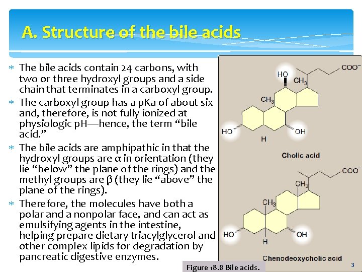 A. Structure of the bile acids The bile acids contain 24 carbons, with two