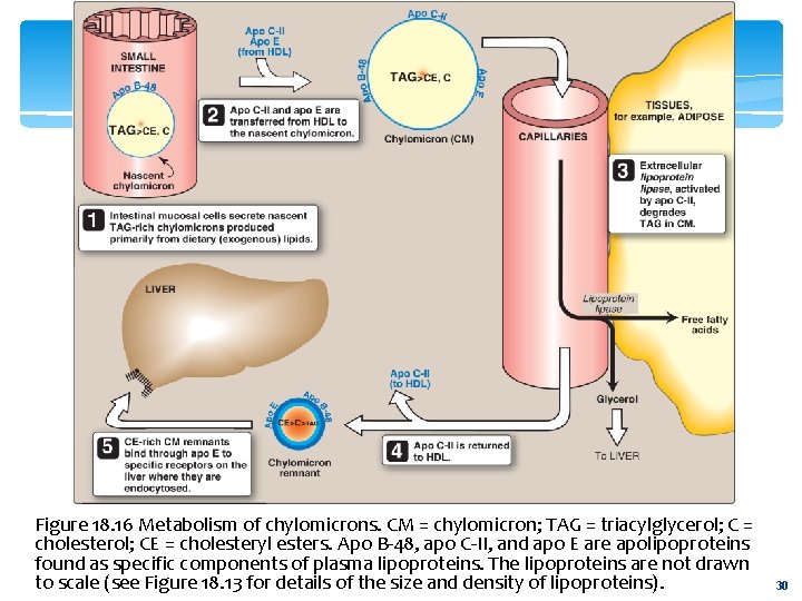 Figure 18. 16 Metabolism of chylomicrons. CM = chylomicron; TAG = triacylglycerol; C =