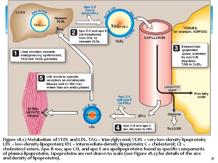 Figure 18. 17 Metabolism of VLDL and LDL. TAG = triacylglycerol; VLDL = very-low-density