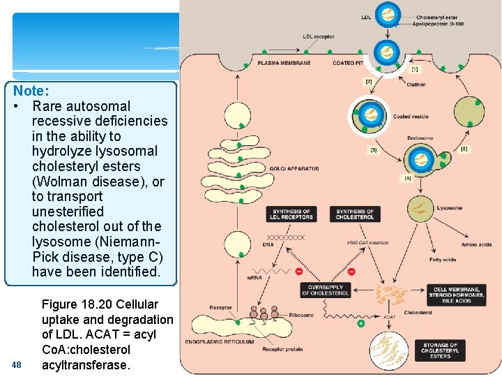 Note: • Rare autosomal recessive deficiencies in the ability to hydrolyze lysosomal cholesteryl esters