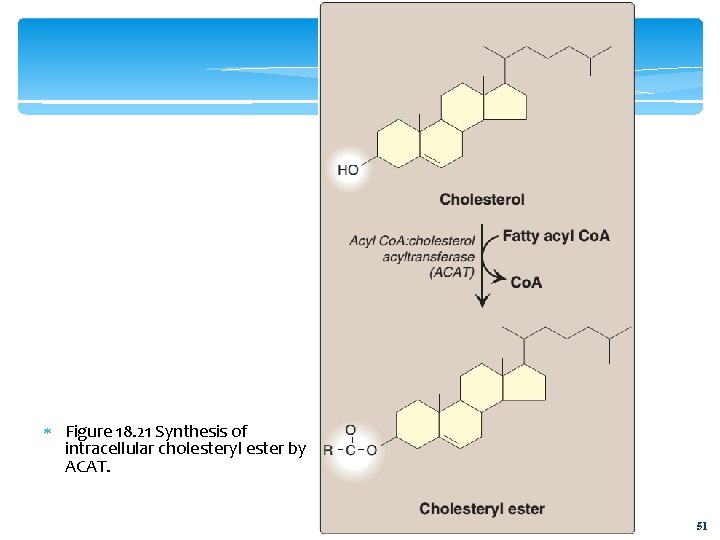  Figure 18. 21 Synthesis of intracellular cholesteryl ester by ACAT. 51 