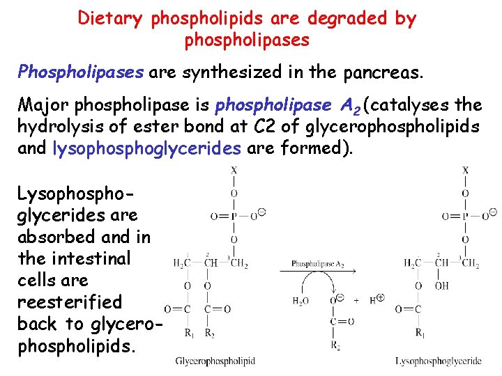 Dietary phospholipids are degraded by phospholipases Phospholipases are synthesized in the pancreas. Major phospholipase