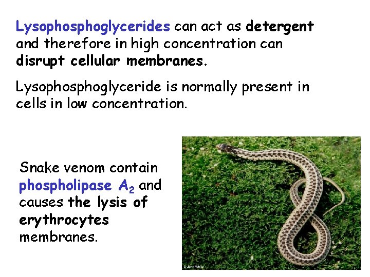 Lysophosphoglycerides can act as detergent and therefore in high concentration can disrupt cellular membranes.