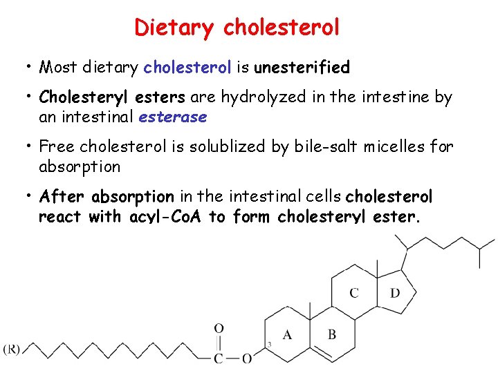 Dietary cholesterol • Most dietary cholesterol is unesterified • Cholesteryl esters are hydrolyzed in