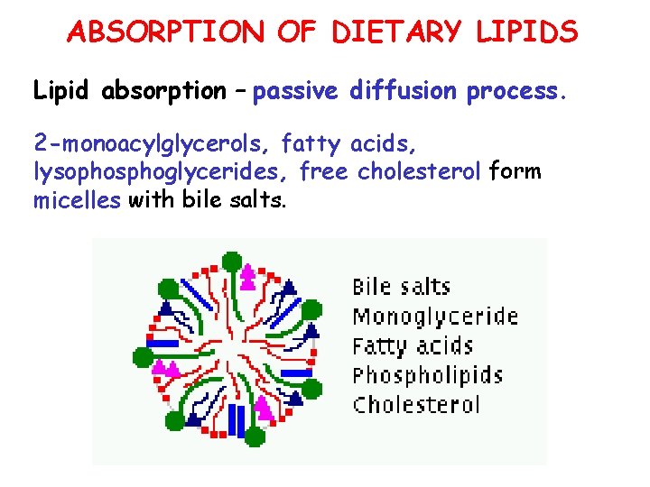 ABSORPTION OF DIETARY LIPIDS Lipid absorption – passive diffusion process. 2 -monoacylglycerols, fatty acids,