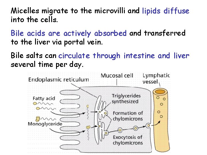 Micelles migrate to the microvilli and lipids diffuse into the cells. Bile acids are