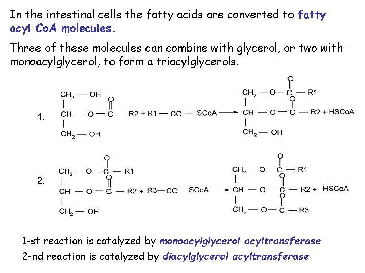 In the intestinal cells the fatty acids are converted to fatty acyl Co. A