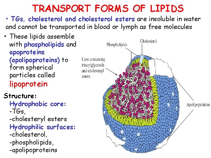 TRANSPORT FORMS OF LIPIDS • TGs, cholesterol and cholesterol esters are insoluble in water
