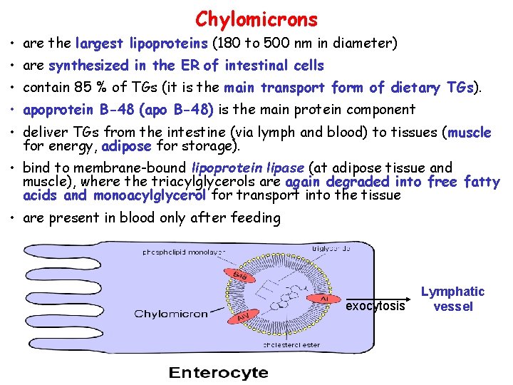 Chylomicrons • are the largest lipoproteins (180 to 500 nm in diameter) • are