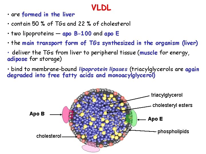 • are formed in the liver VLDL • contain 50 % of TGs