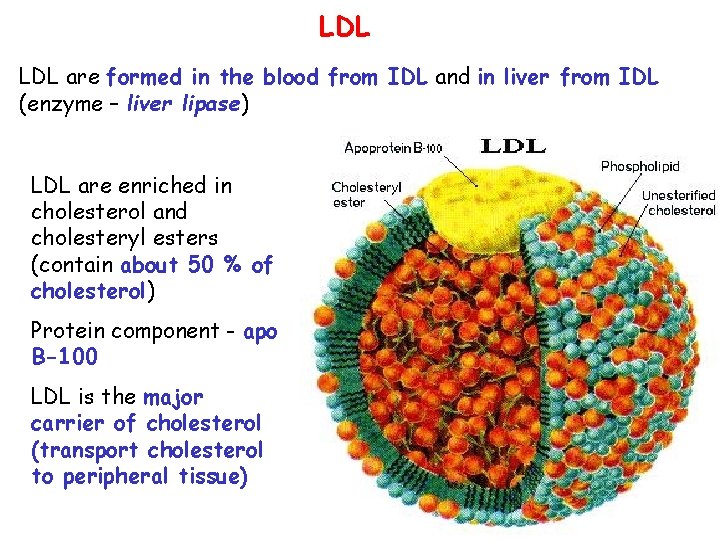 LDL are formed in the blood from IDL and in liver from IDL (enzyme