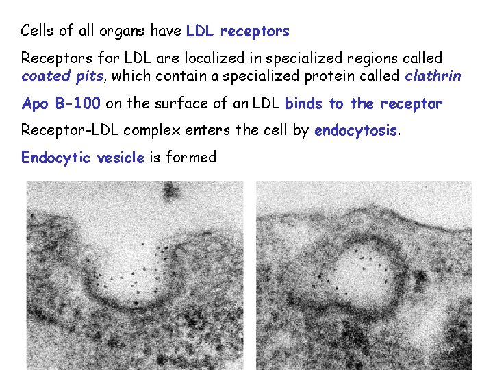 Cells of all organs have LDL receptors Receptors for LDL are localized in specialized