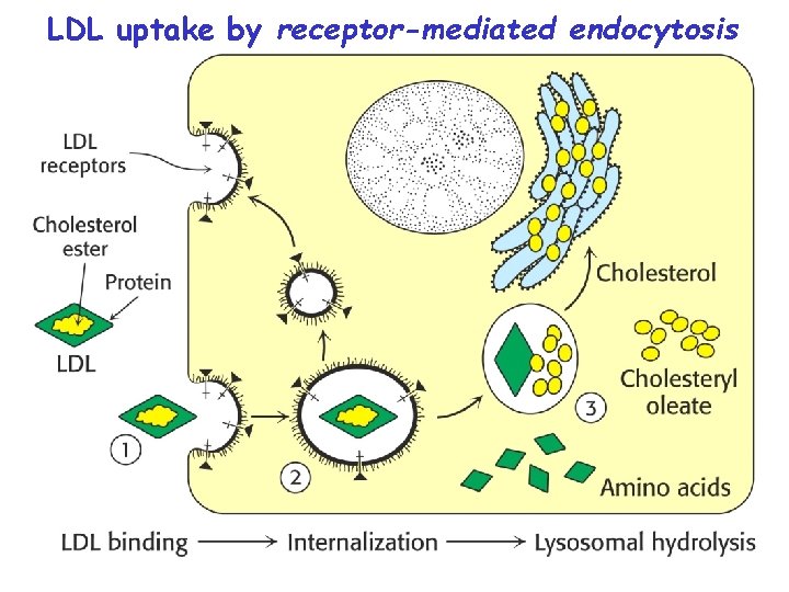 LDL uptake by receptor-mediated endocytosis 