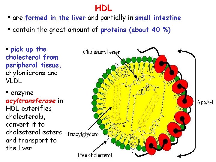 HDL § are formed in the liver and partially in small intestine § contain