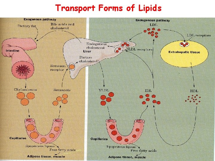 Transport Forms of Lipids 