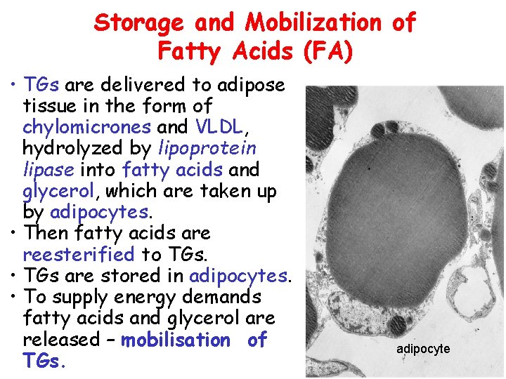 Storage and Mobilization of Fatty Acids (FA) • TGs are delivered to adipose tissue