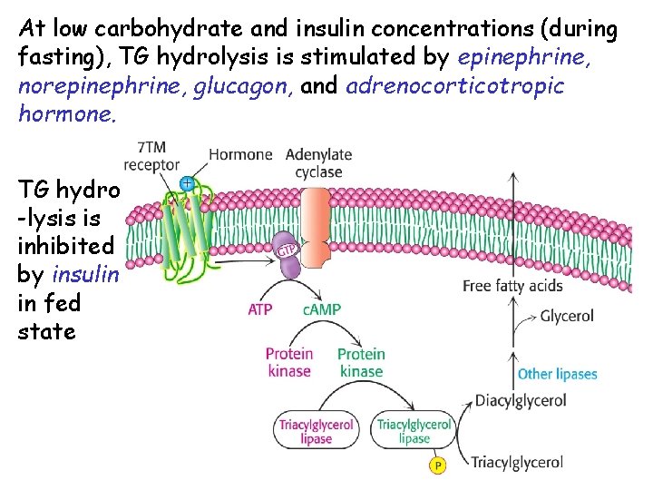 At low carbohydrate and insulin concentrations (during fasting), TG hydrolysis is stimulated by epinephrine,