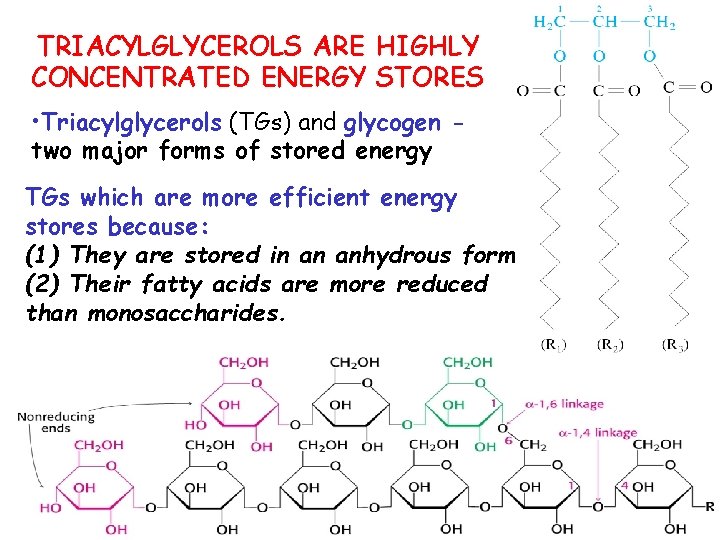 TRIACYLGLYCEROLS ARE HIGHLY CONCENTRATED ENERGY STORES • Triacylglycerols (TGs) and glycogen two major forms