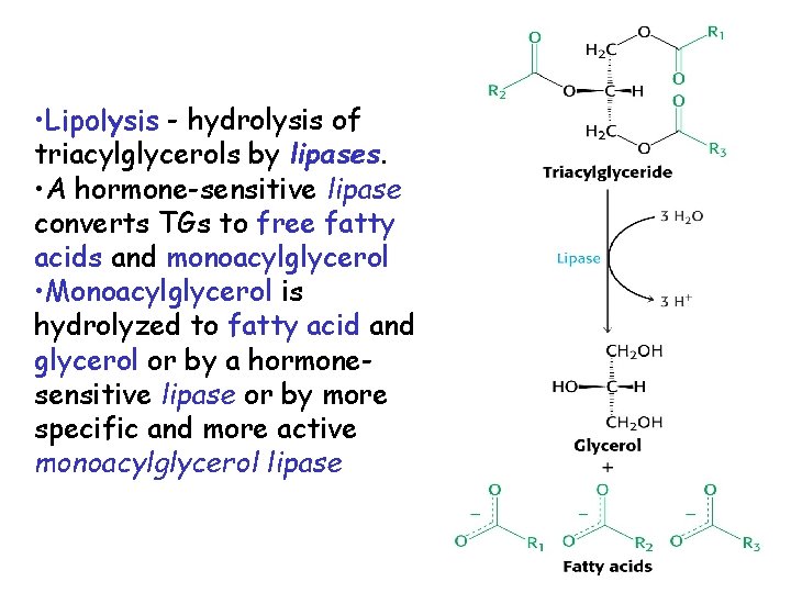  • Lipolysis - hydrolysis of triacylglycerols by lipases. • A hormone-sensitive lipase converts
