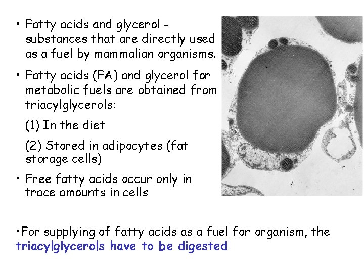  • Fatty acids and glycerol substances that are directly used as a fuel