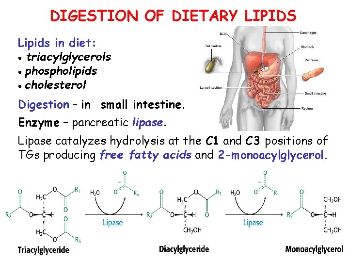 DIGESTION OF DIETARY LIPIDS Lipids in diet: triacylglycerols phospholipids cholesterol Digestion – in small