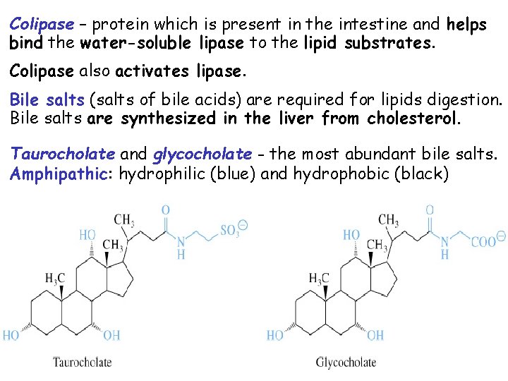 Colipase – protein which is present in the intestine and helps bind the water-soluble