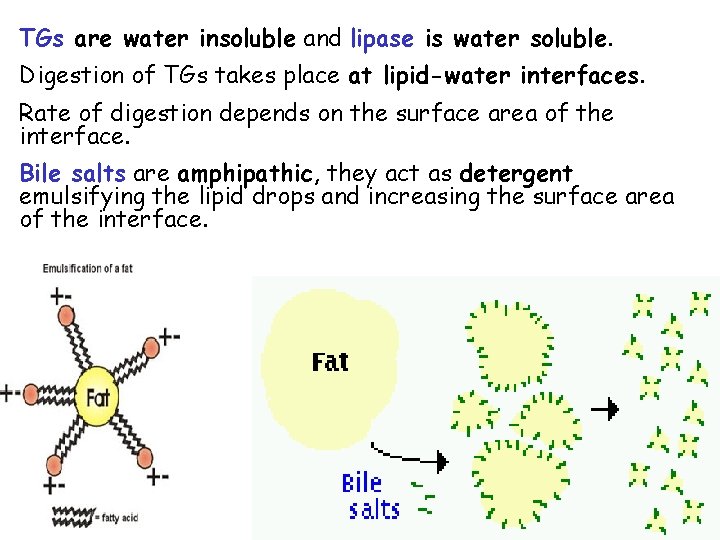 TGs are water insoluble and lipase is water soluble. Digestion of TGs takes place